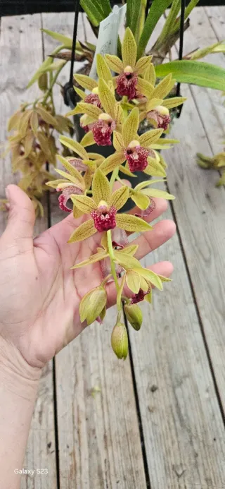 Cymbidium pêndula Auburn