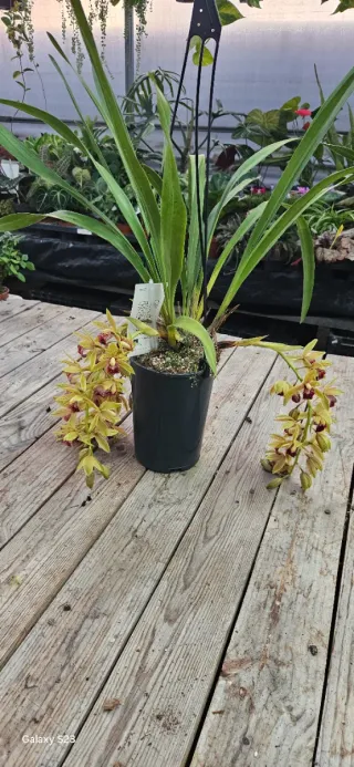 Cymbidium pêndula Auburn