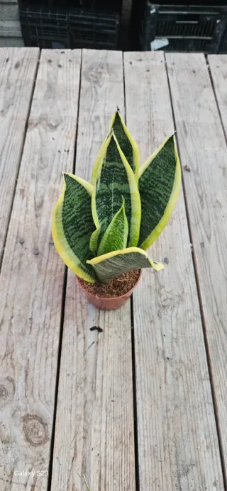 Sansevieria
