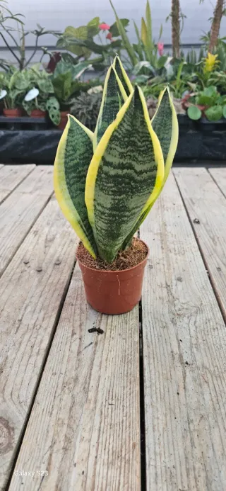 Sansevieria