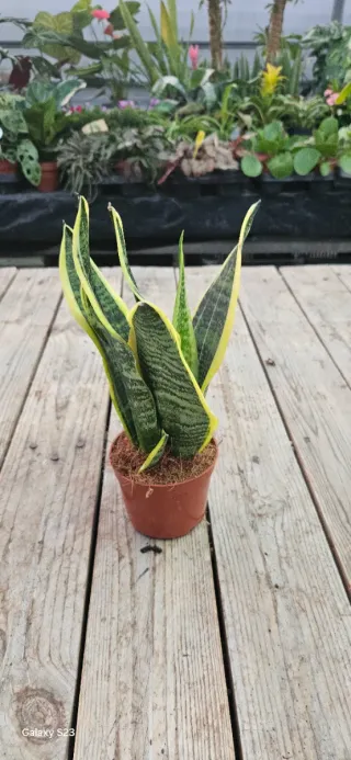 Sansevieria