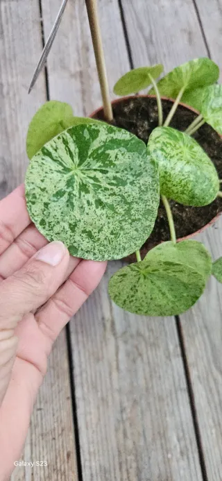 Pilea Mojito