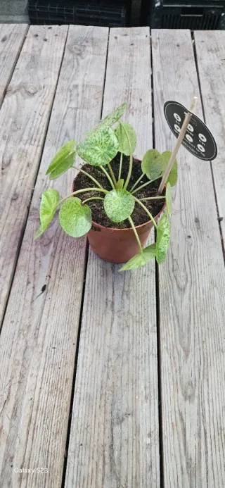 Pilea Mojito