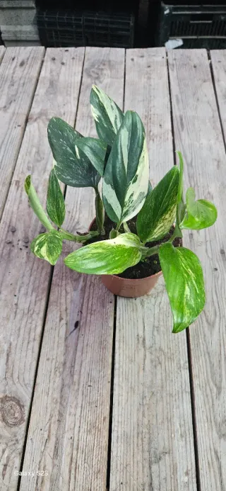 Monstera Standleyana variegata