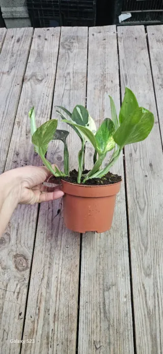 Monstera Standleyana variegata