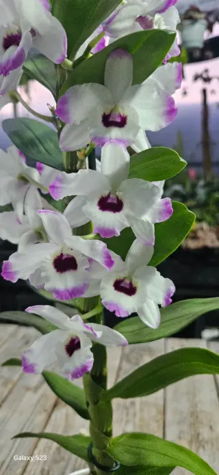 Orquídea Dendrobium Nobile