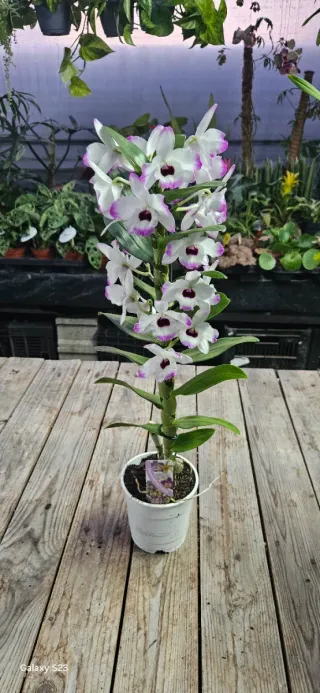 Orquídea Dendrobium Nobile