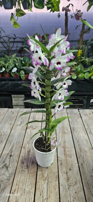 Orquídea Dendrobium Nobile
