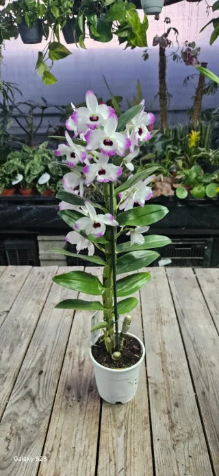 Orquídea Dendrobium Nobile