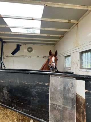 Camión para transporte de caballos