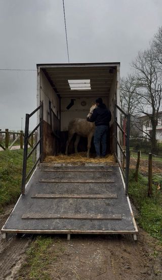 Camión para transporte de caballos