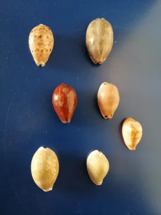 Lotto 7 conchiglie decorative