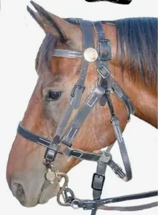 HAGO ENVÍOS Lote Placas I Guerra Mundial.