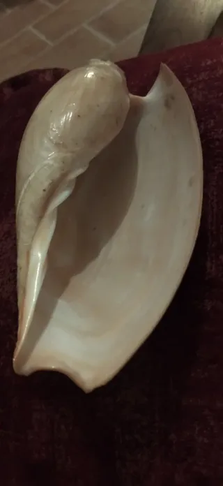 Conchiglia Cymbium Glan Tropicale