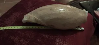 Conchiglia Cymbium Glan Tropicale