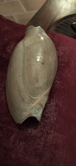 Conchiglia Cymbium Glan Tropicale