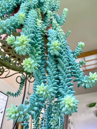 Planta crasa colgante ultimas 3 macetas