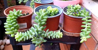 Planta crasa colgante ultimas 3 macetas