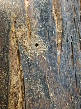 Corteccia di Larice Naturale