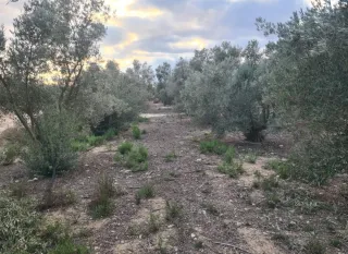 Finca  Rustica a 18 min de Alicante