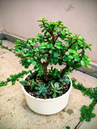 Árbol de las monedas Mini jardín variedad plantas