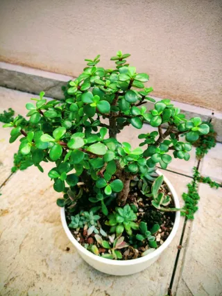 Árbol de las monedas Mini jardín variedad plantas