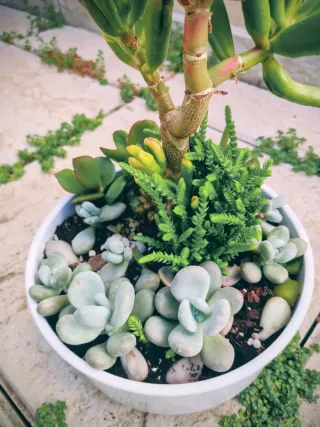 Mini jardín: Árbol del tesoro Golum+variedad plant