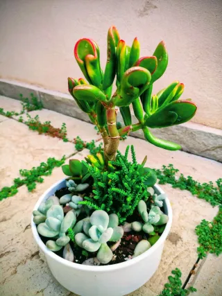 Mini jardín: Árbol del tesoro Golum+variedad plant