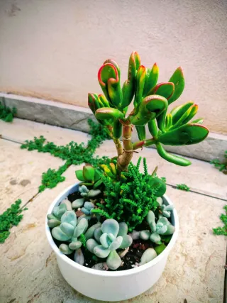 Mini jardín: Árbol del tesoro Golum+variedad plant