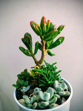 Mini jardín: Árbol del tesoro Golum+variedad plant