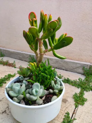 Mini jardín: Árbol del tesoro Golum+variedad plant