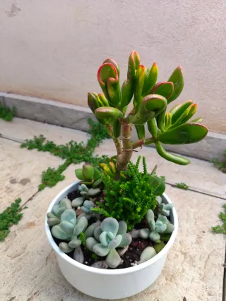 Mini jardín: Árbol del tesoro Golum+variedad plant