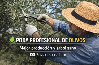 Poda profesional de olivos