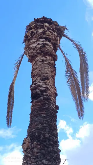 Servicios de jardinería