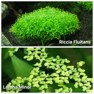 Pack Plantas Aquário Sara