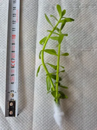 Pack Plantas Aquário Sara