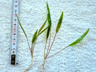 Pack Plantas Aquário Sara