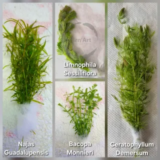 Pack Plantas Aquário Sara