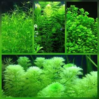 Pack Plantas Aquário Sara