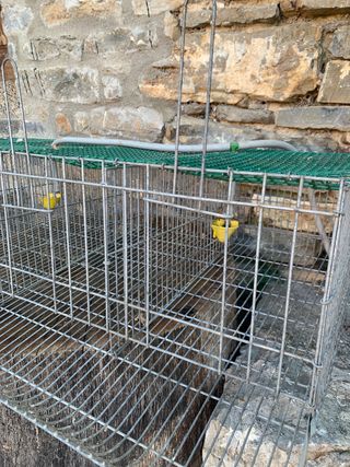 Jaula cría codornices