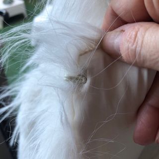 Ganga Chaleco pelo blanco talla L