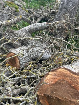 Madera de nogal negro