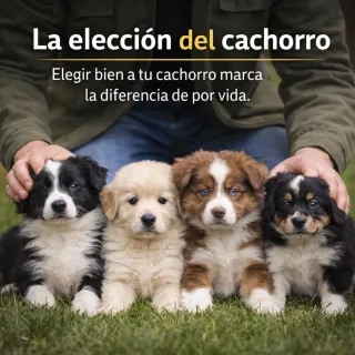 ADIESTRADOR CANINO, TOLEDO, ALRREDEDORES Y MADRID