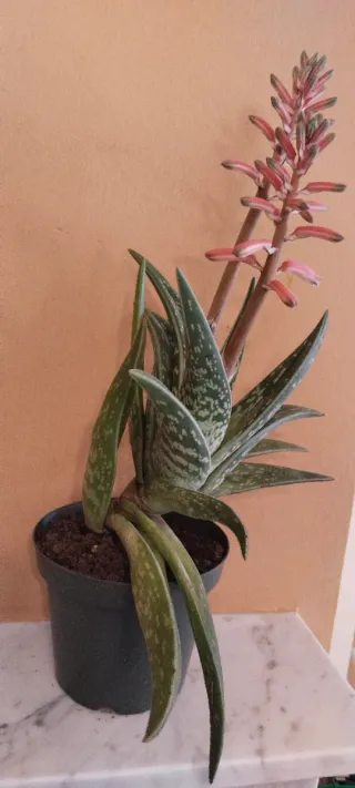 Gasteria suculenta en maceta