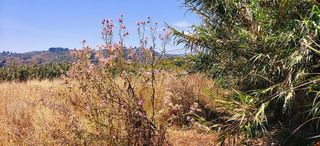 Terreno en venta en Teror en Teror