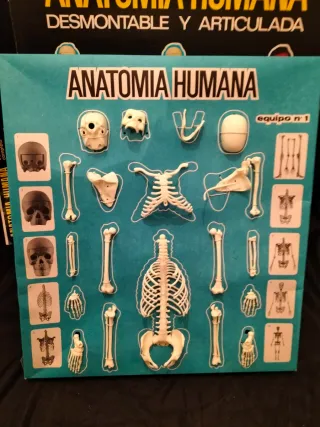 Juguete Antiguo Anatomía Humana