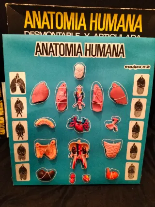 Juguete Antiguo Anatomía Humana