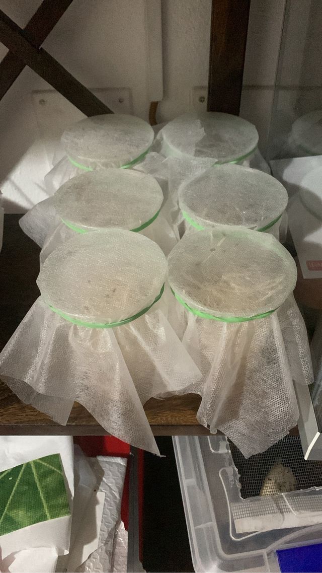 Colonia Drosophile Hydei