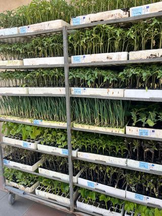 25 Plantones de Tomate Variados