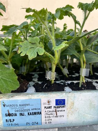 15 Plantones Huerta: Lechugas, Pepino corto largo